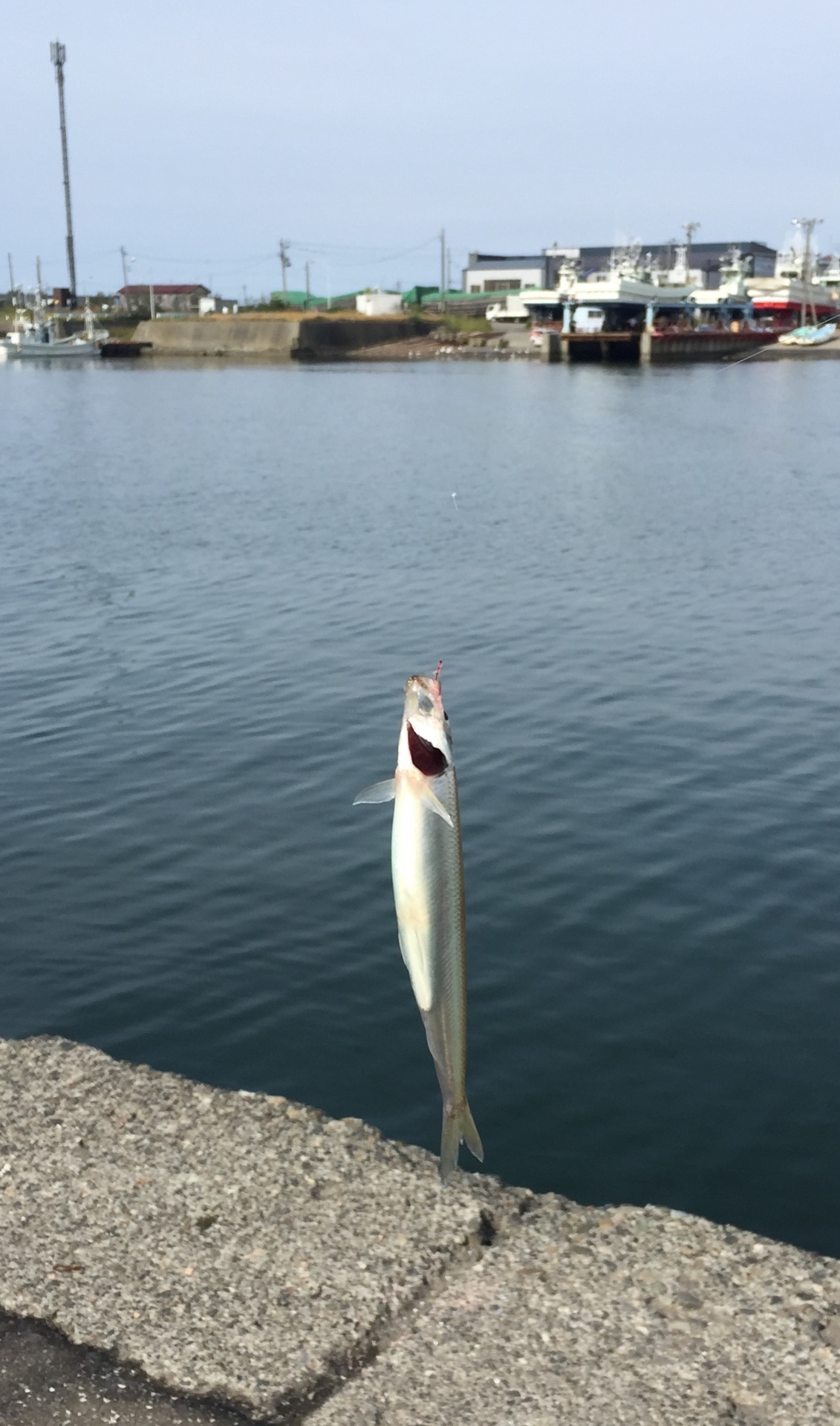 釣り 釣った魚を刺身にしたら まさかのアニサキスが Deprived Life