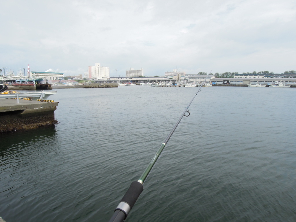 釣り 釣った魚を刺身にしたら まさかのアニサキスが Deprived Life