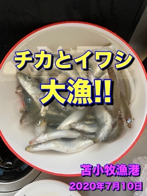 釣り 釣った魚を刺身にしたら まさかのアニサキスが Deprived Life